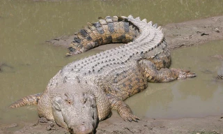 'Tận mục' 10 loài bò sát có trọng lượng lớn nhất thế giới