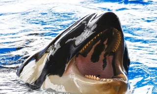 Cá voi sát thủ ngoi lên bờ tóm gọn hải cẩu