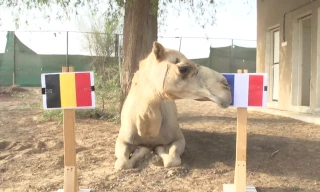 Tiên tri lạc đà dự đoán Pháp sẽ đánh bại Bỉ.