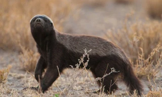 Màn đối mặt sư tử 'cực gắt' của lửng mật