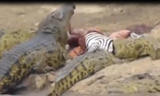 Ghê rợn cảnh đàn cá sấu cùng nhau xé xác ngựa vằn