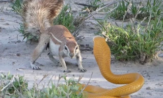 Sốc trước cảnh sóc đất tấn công khiến rắn hổ mang bỏ chạy