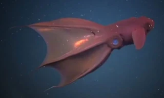 Mực ma cà rồng từ địa ngục.