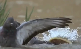 Clip: Bồ câu xấu số bị cá trê dài 2,5m nuối chửng trong nháy mắt