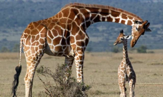 11 sự thật bất ngờ và thú vị về hươu cao cổ