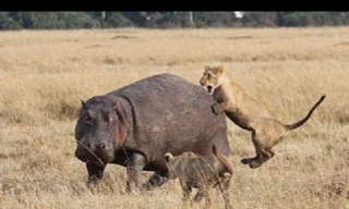 Sư tử bị ngoặm đầu, hà mã thoát chết trong gang tấc