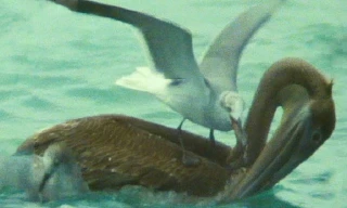 Miếng ăn trong miệng, bồ nông vẫn bị mòng biển cướp mất 