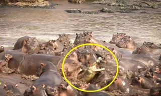 Rùng rợn cảnh hơn 30 con hà mã hành hạ cá sấu
