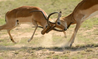 VIDEO: Màn quyết đấu không khoan nhượng giữa 2 con linh dương