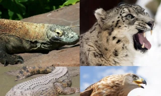 Top 9 loài động vật săn mồi đáng sợ nhất thế giới tự nhiên