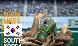 "Nhà tiên tri" tắc kè hoa Leon tin Hàn Quốc sẽ đánh bại Mexico.