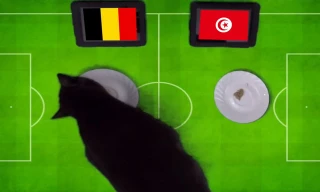 Mèo đen Cass dự đoán Bỉ sẽ đánh bại Tunisia.