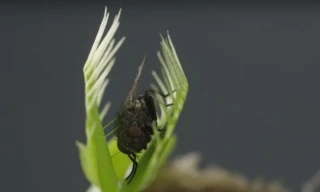 Cận cảnh màn ăn thịt ruồi của cây bẫy kẹp