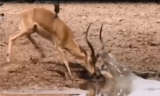 Những màn săn mồi chớp nhoáng của cá sấu