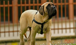 Top 10 giống chó có ngoại hình 'khủng' nhất thế giới