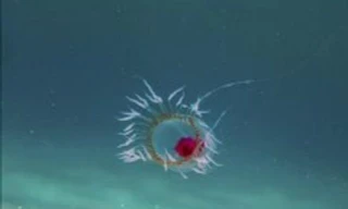  Top 10 loài động vật sống lâu nhất thế giới tự nhiên 