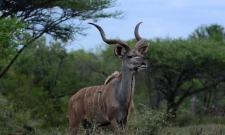 Những loài động vật lạ kỳ chỉ có thể tìm thấy ở châu Phi 