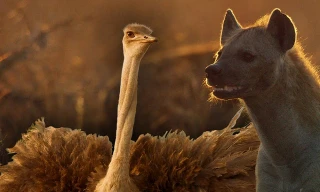 Đà điểu đại chiến linh cẩu để bảo vệ đàn con 