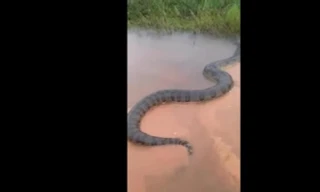 Tận thấy trăn Nam Mỹ khổng lồ