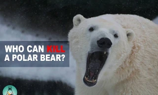 5 loài động vật có thể đánh bại gấu Bắc Cực