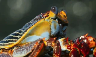 Nghẹt thở với 2 lần thoát chết thần kỳ của cua biển