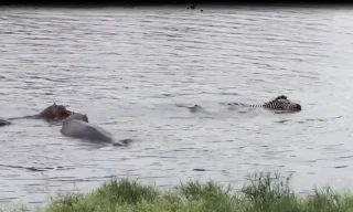 Hà mã tấn công cá sấu cứu ngựa vằn thoát chết ngoạn mục