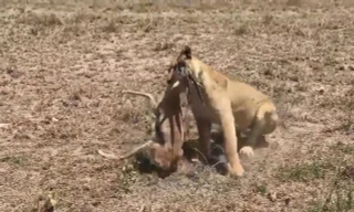 VIDEO: Sư tử trổ tài săn linh dương Gazelle
