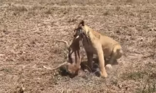 VIDEO: Sư tử trổ tài săn linh dương Gazelle