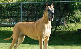 Giống chó Great Dane, gã khổng lồ với trái tim bồ câu