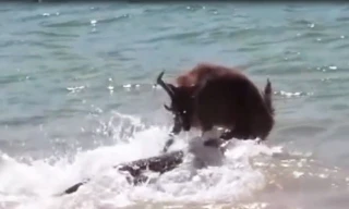 Liều lĩnh chống trả rồng Komodo, hươu bị xơi tái