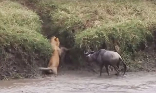 VIDEO: Những tình huống sư tử chết khiếp vì bị con mồi phản đòn