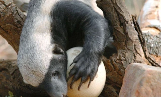 Lửng mật cố gắng đập vỡ trứng đà điểu.