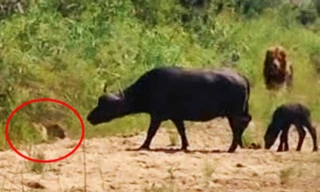 Trâu rừng đánh đuổi cả báo và sư tử để bảo vệ con.