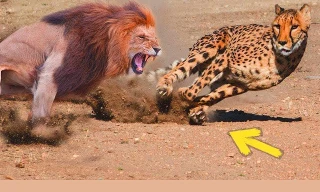 Báo cheetah nhận cái kết thảm trong hàm sư tử