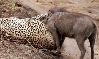 VIDEO: Cuộc chiến sinh tử giữa báo với lợn rừng