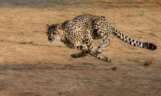 Điểm danh 10 loài động vật chạy nhanh nhất trái đất