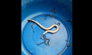 Clip: Kỳ dị cảnh rắn nước đẻ con trong chậu