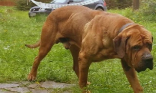 3 giống chó hung dữ nhất thế giới