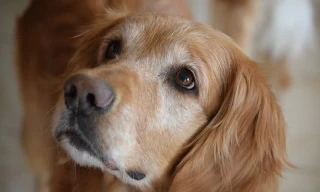 Top những giống chó thân thiện nhất thế giới