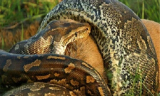 Nghẹt thở màn săn mồi và ăn thịt linh dương của trăn đá