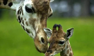 Loài động vật cao nhất thế giới và những sự thật thú vị