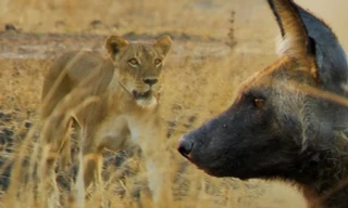 Sư tử tha chết cho chó hoang