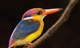 Vì sao loài chim không bị bạc lông khi về già?