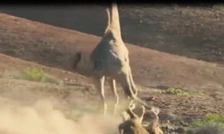 VIDEO: Sư tử nhừ đòn vì bị hươu cao cổ tấn công