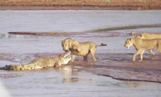 VIDEO: Những màn giao đấu ác liệt giữa cá sấu với sư tử