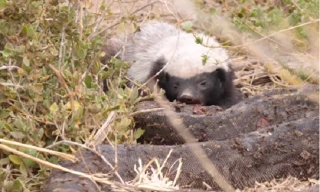 Cận cảnh màn xé thịt trăn khổng lồ của lửng mật