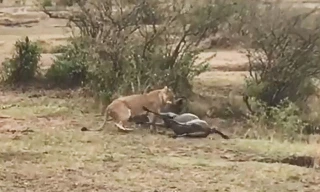 Mai phục tài tình, sư tử dễ dàng hạ sát linh dương đầu bò