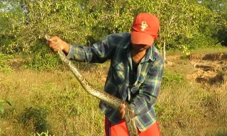 Clip: Nam thanh niên trổ tài bắt sống trăn trong ‘chớp mắt’