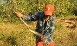 Clip: Nam thanh niên trổ tài bắt sống trăn trong ‘chớp mắt’