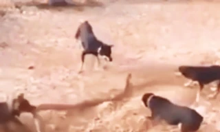 VIDEO: Những màn giao đấu ác liệt giữa cho với rắn, trăn